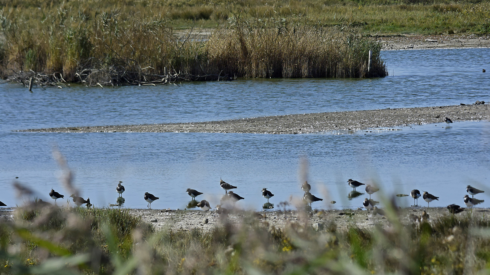 Ansichten eines Kiebitzschwarms bei Westkapelle (Zeeland, NL)