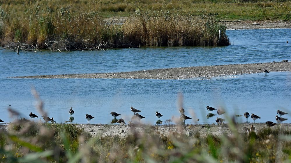 Ansichten eines Kiebitzschwarms bei Westkapelle (Zeeland, NL)