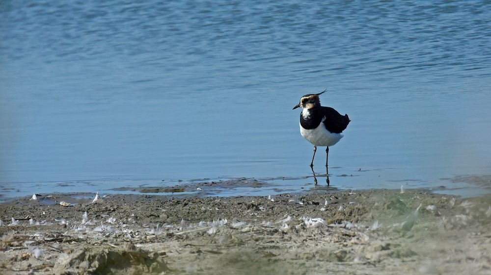 Ansichten eines Kiebitzschwarms bei Westkapelle (Zeeland, NL)