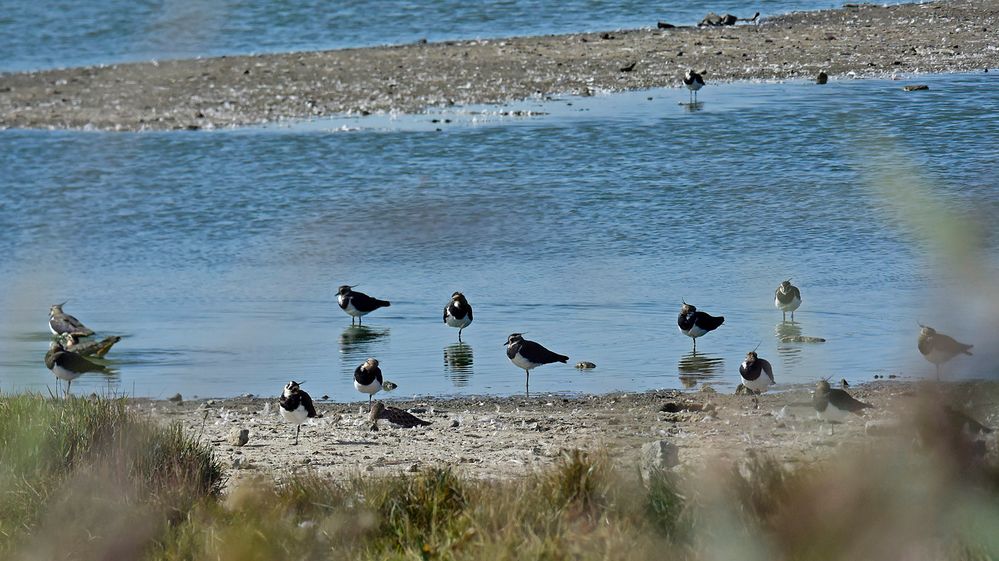 Ansichten eines Kiebitzschwarms bei Westkapelle (Zeeland, NL)