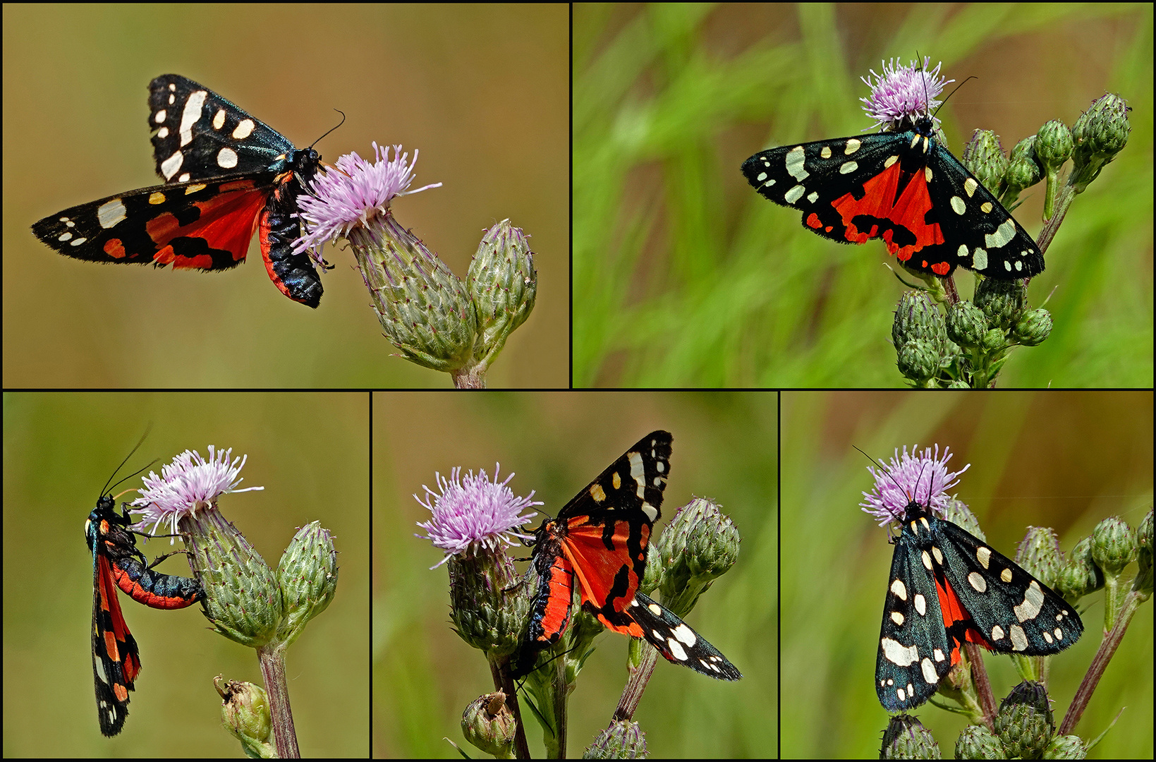 Ansichten eines Schmetterlings 