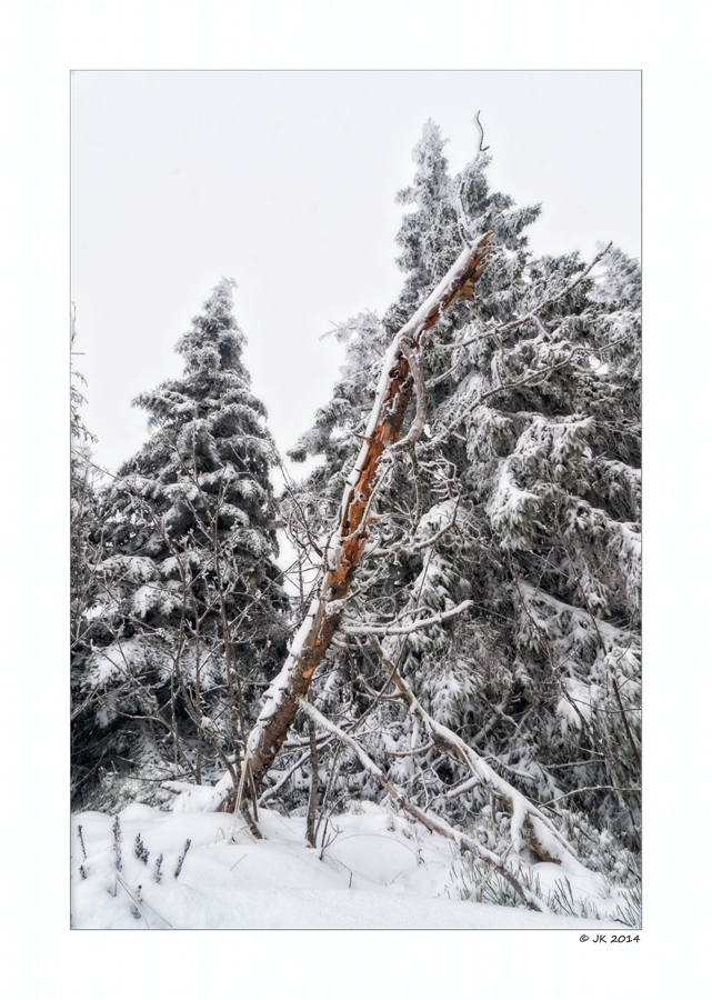 Ansichten - Totholz in mitten von Leben