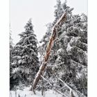 Ansichten - Totholz in mitten von Leben