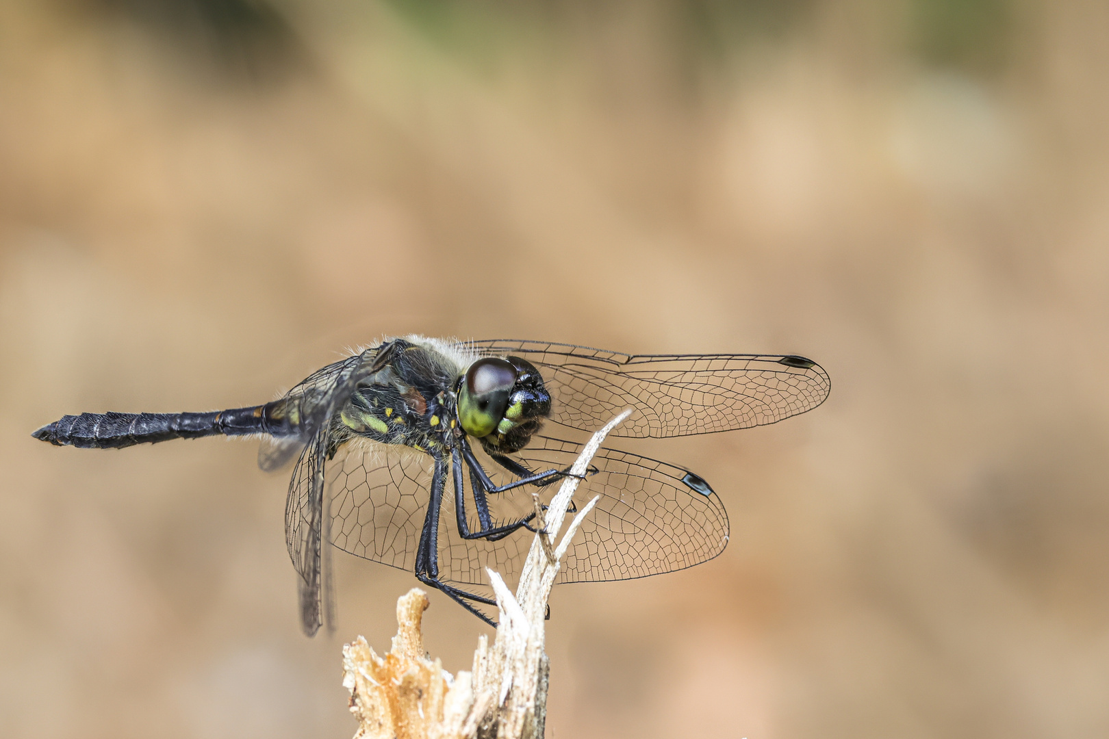 Ansitz Foto & Bild tiere, wildlife, libellen Bilder auf