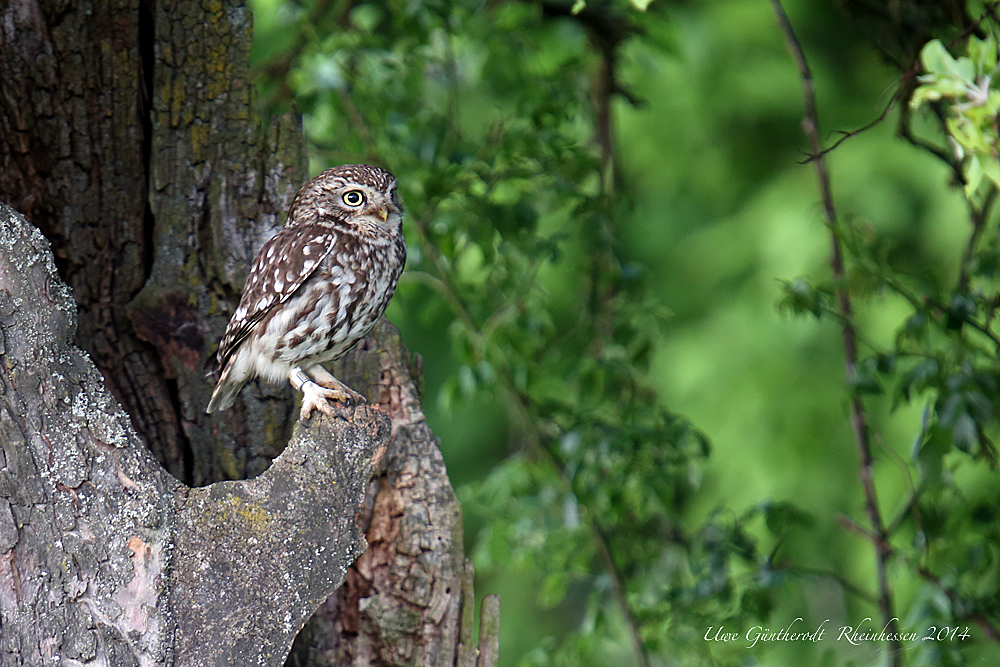 Ansitz Foto & Bild tiere, wildlife, wild lebende vögel Bilder auf
