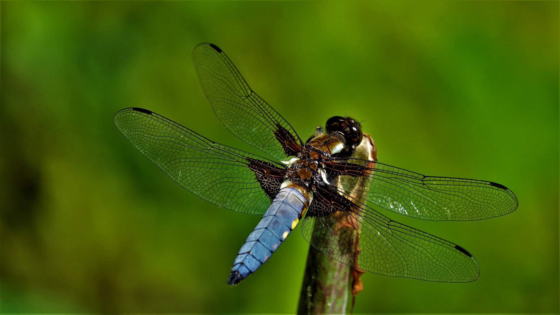Ansitz Foto & Bild tiere, wildlife, libellen Bilder auf