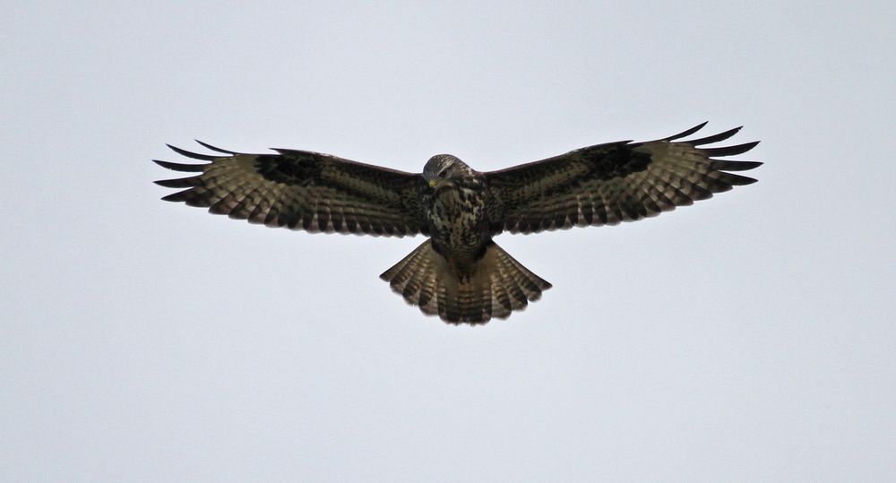 Ansitz auf dem Wind