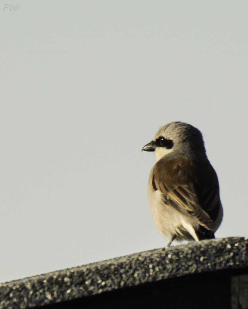 Ansitz auf der Dachterrasse