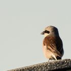 Ansitz auf der Dachterrasse