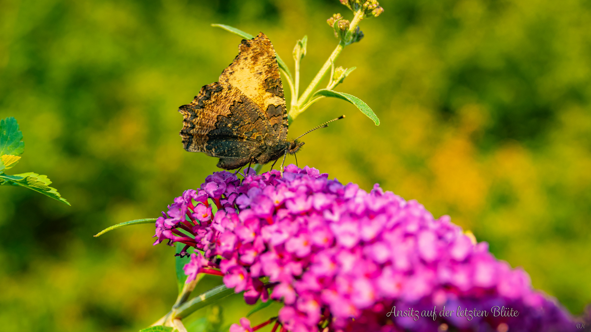 Ansitz auf der letzten Blüte 