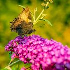 Ansitz auf der letzten Blüte 