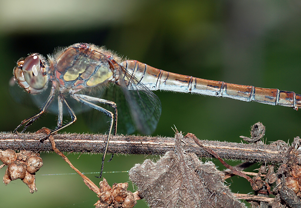 Ansitz einer Libelle