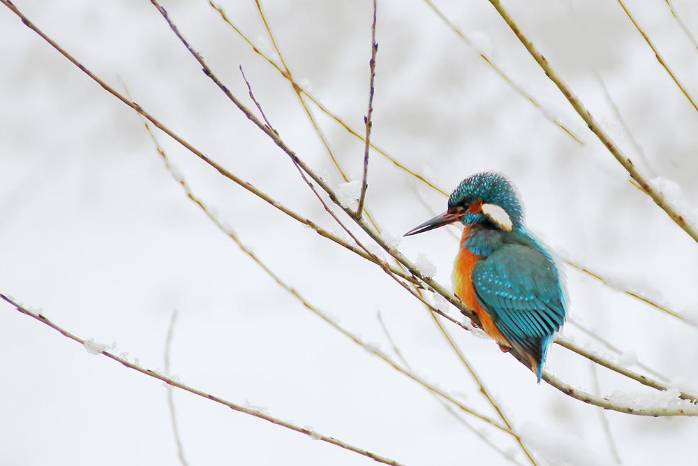 Ansitz eines Eisvogels bei Winterwetter