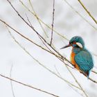 Ansitz eines Eisvogels bei Winterwetter