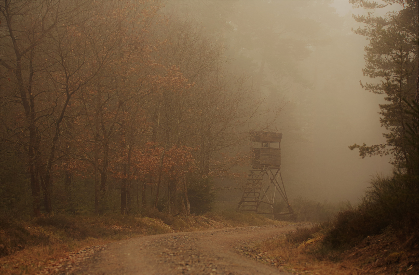 Ansitz im Nebel 