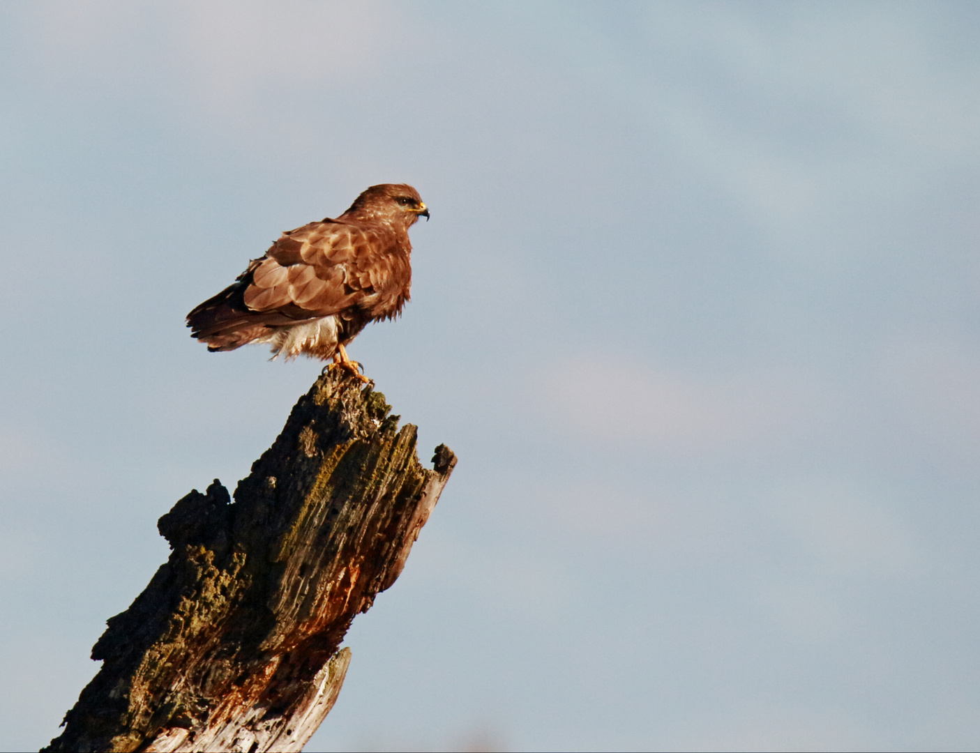 Ansitz Mäusebussard