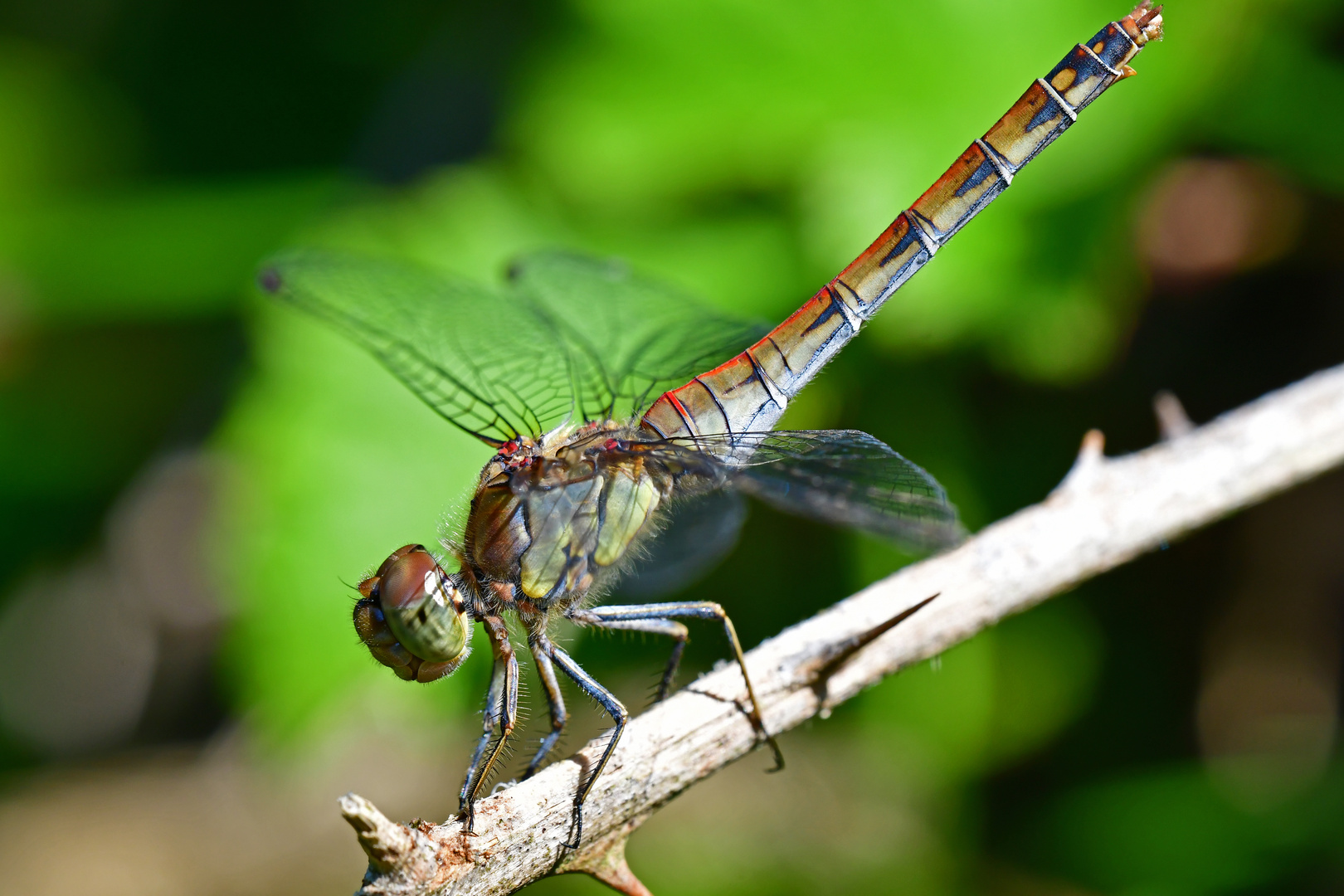 Ansitz mit Dornen. Sympetrum vulgatum (Gemeine Heidelibelle)