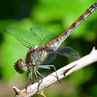 Ansitz mit Dornen. Sympetrum vulgatum (Gemeine Heidelibelle)