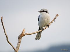 Ansitz - Nördlicher Raubwürger