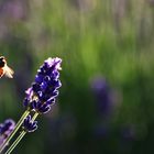 Ansitz und Abflug