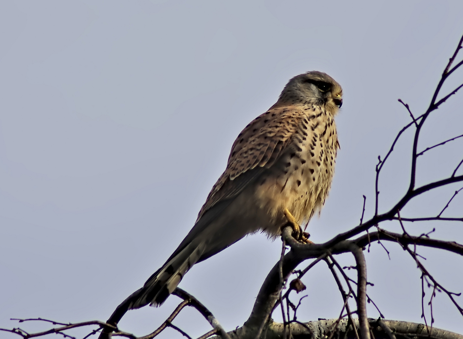 Ansitz zur Jagd