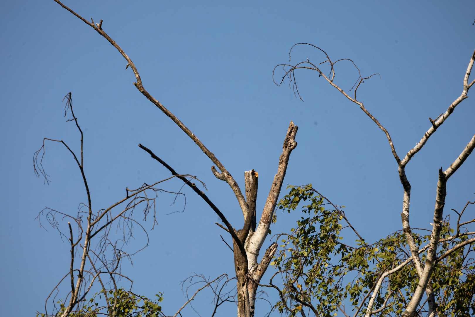 Ansitzen am "Vogelbaum"