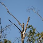 Ansitzen am "Vogelbaum"