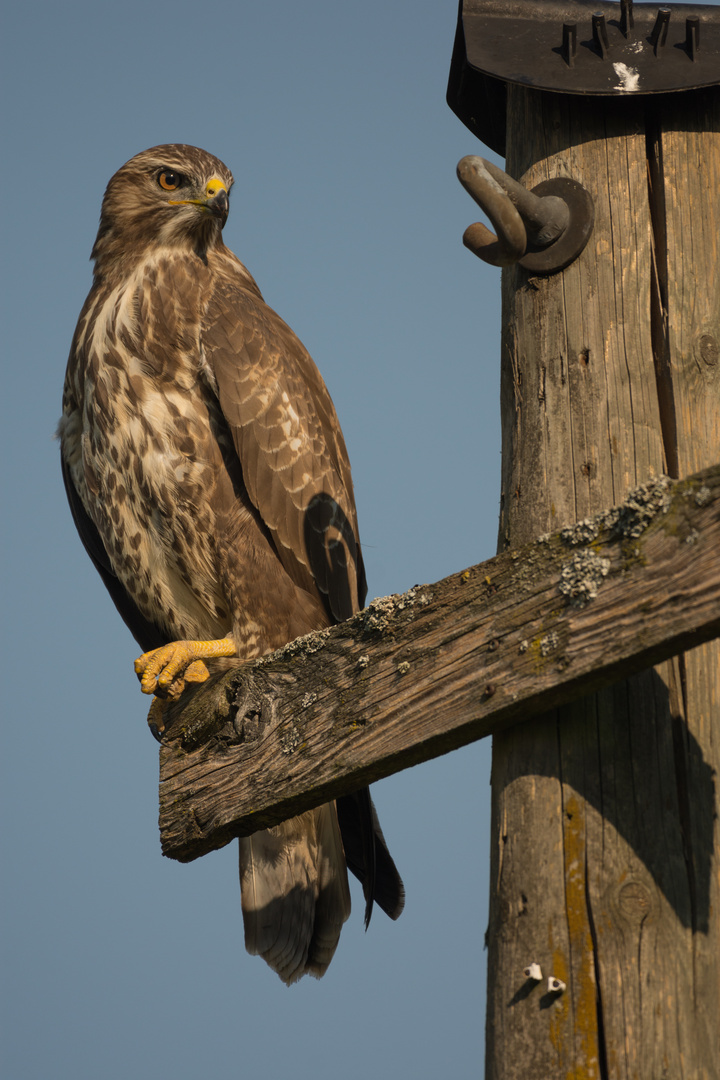 Ansitzender Bussard