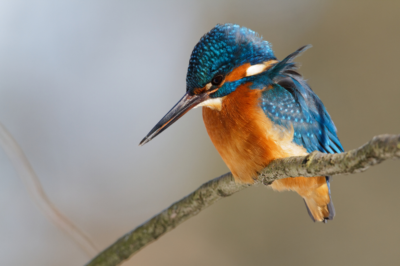 ansitzender Eisvogel