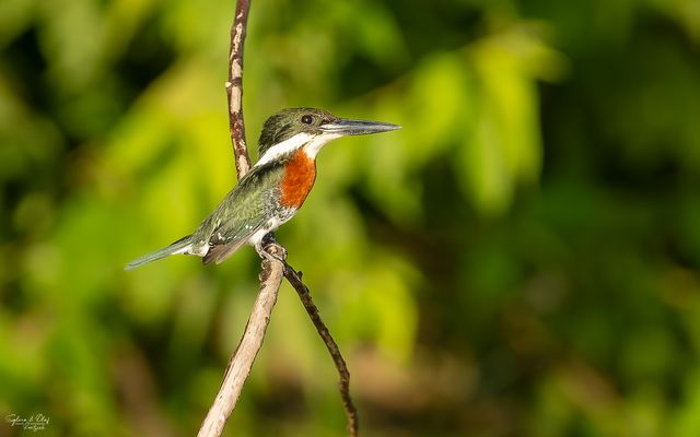 °°_Ansitzjäger_°°