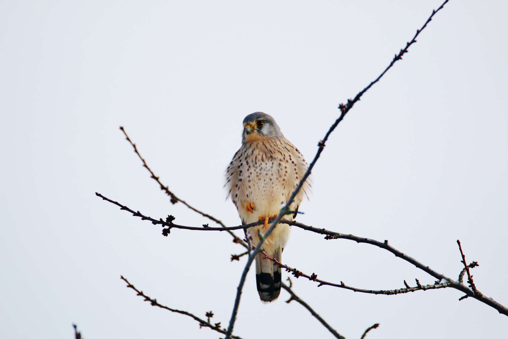 Ansitzjäger im Kirschbaum