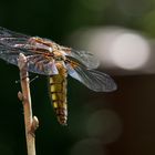 Ansitzjäger von hinten