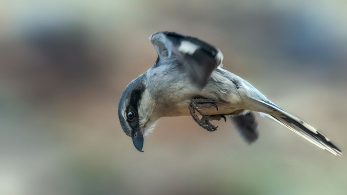 Anspannung - Concentration