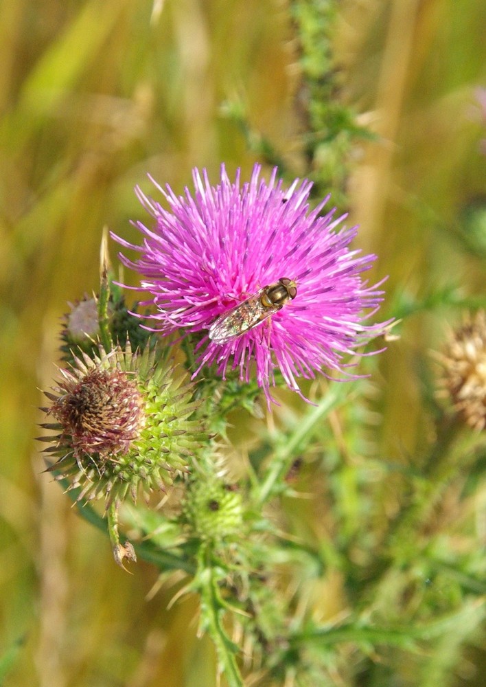 anstatt Blume und Biene - einmal Diestel mit Fliege