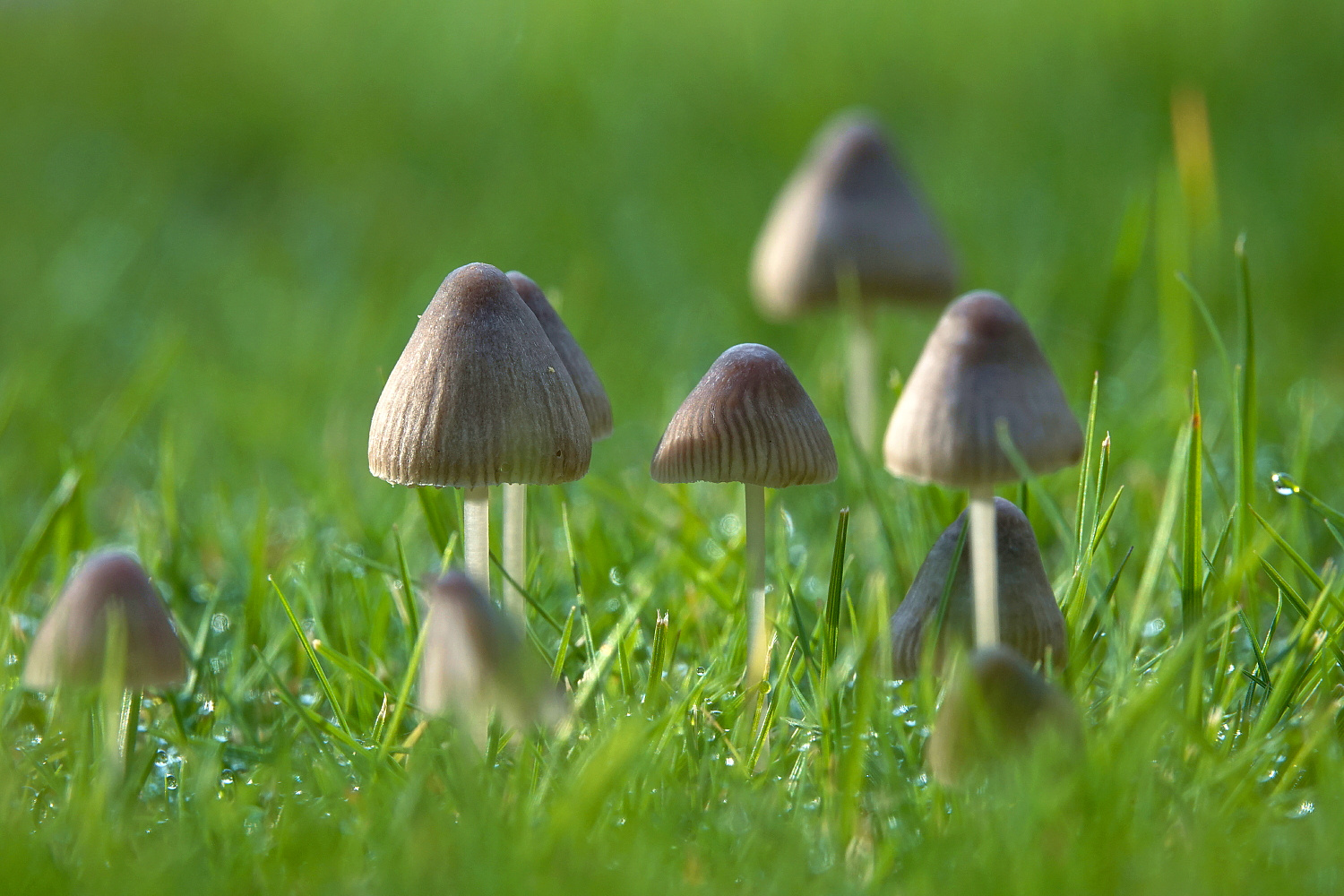 Anstatt Gänseblümchen