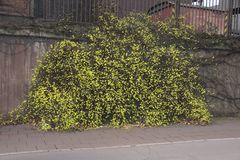 Anstatt Schnee gelbe Blüten