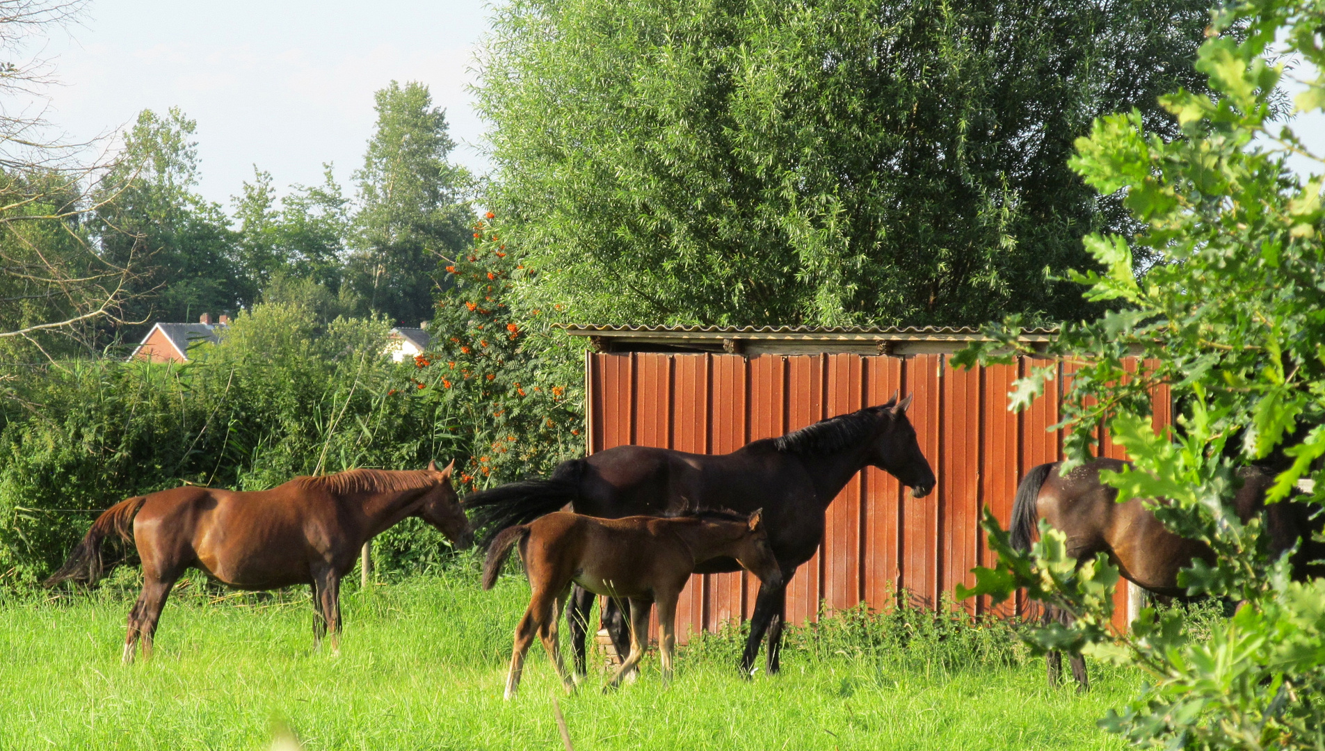 anstehen Foto & Bild sommer, outdoor, bäume Bilder auf