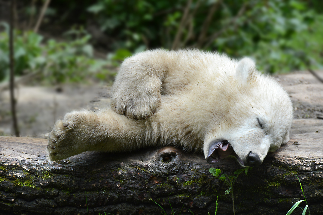 Anstrengendes Eisbärenleben