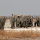 anstürmende Elephanten / Etosha