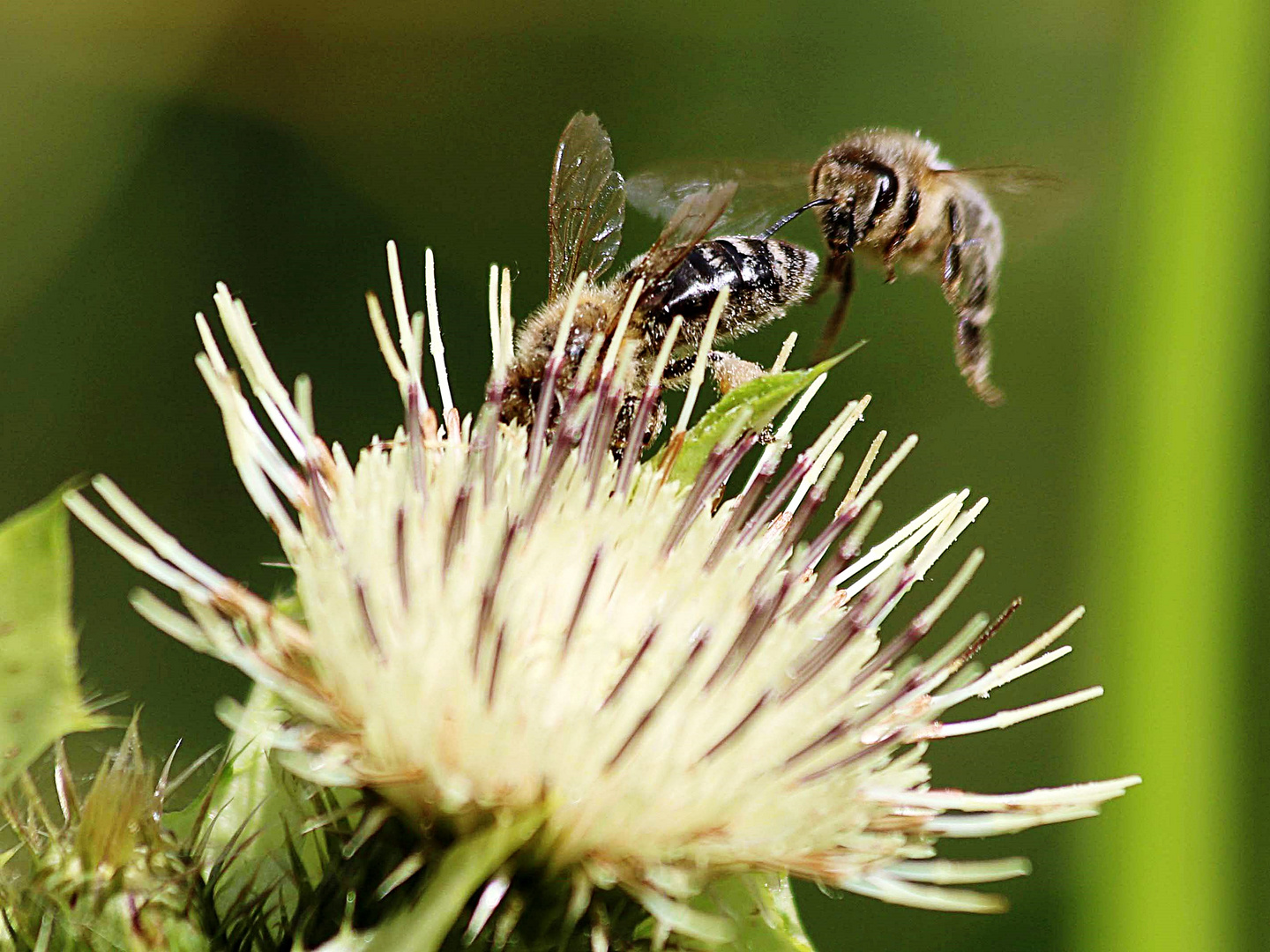 Ansturm auf die Blüte