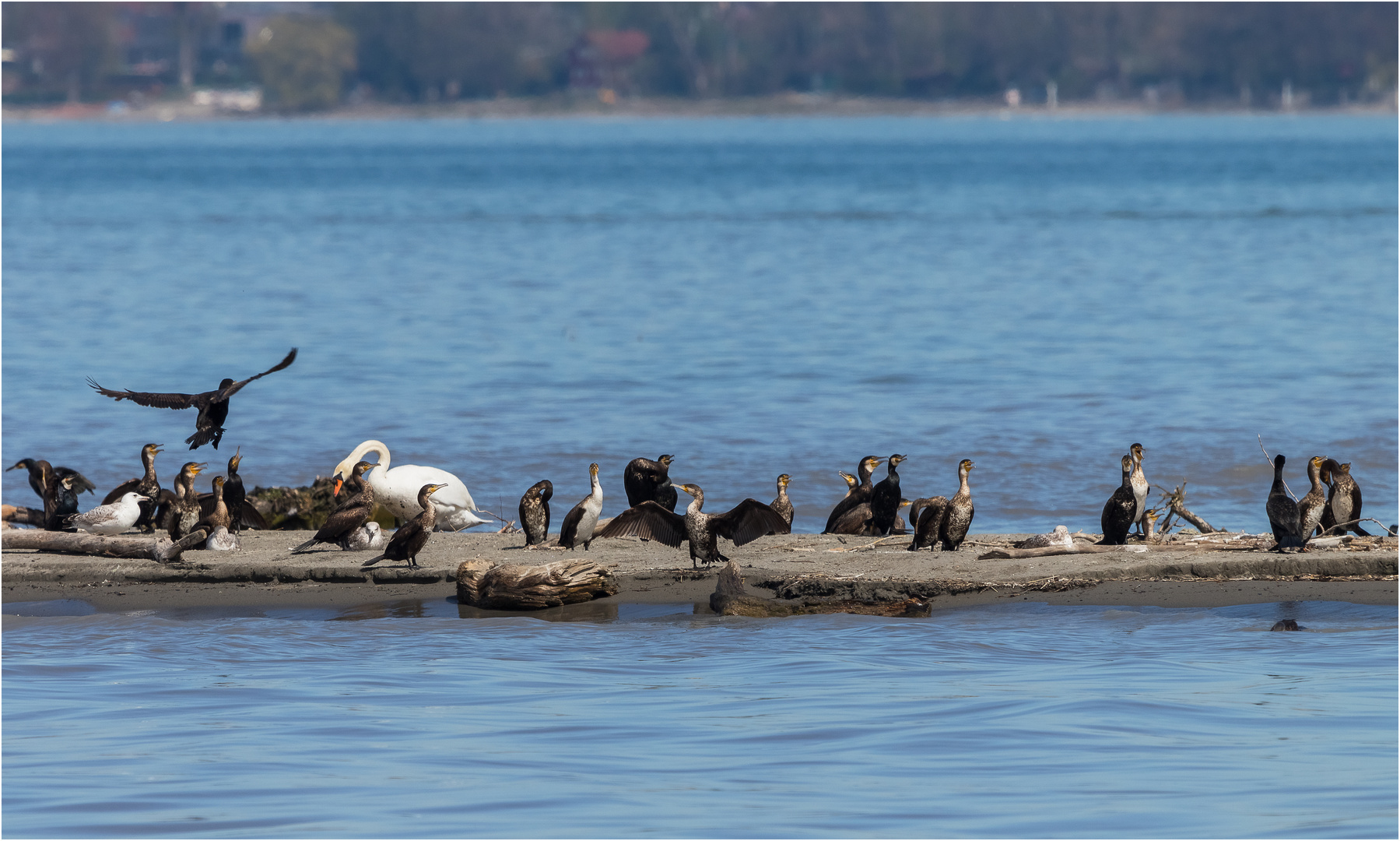 Ansturm auf die Sandbank