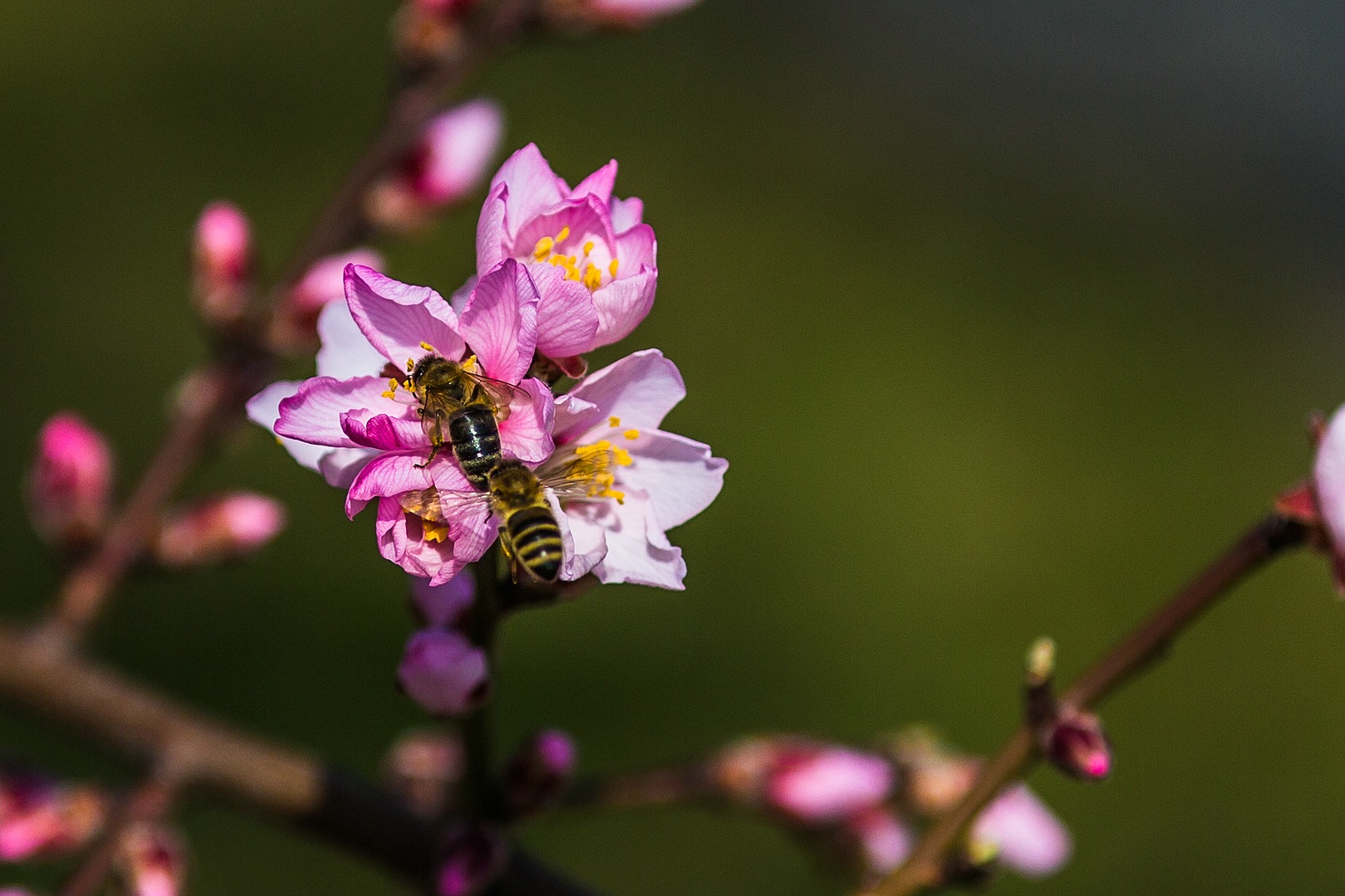 Ansturm der Killerbienen :-))))))