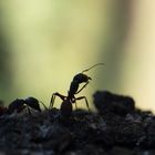 Ant