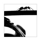 ant