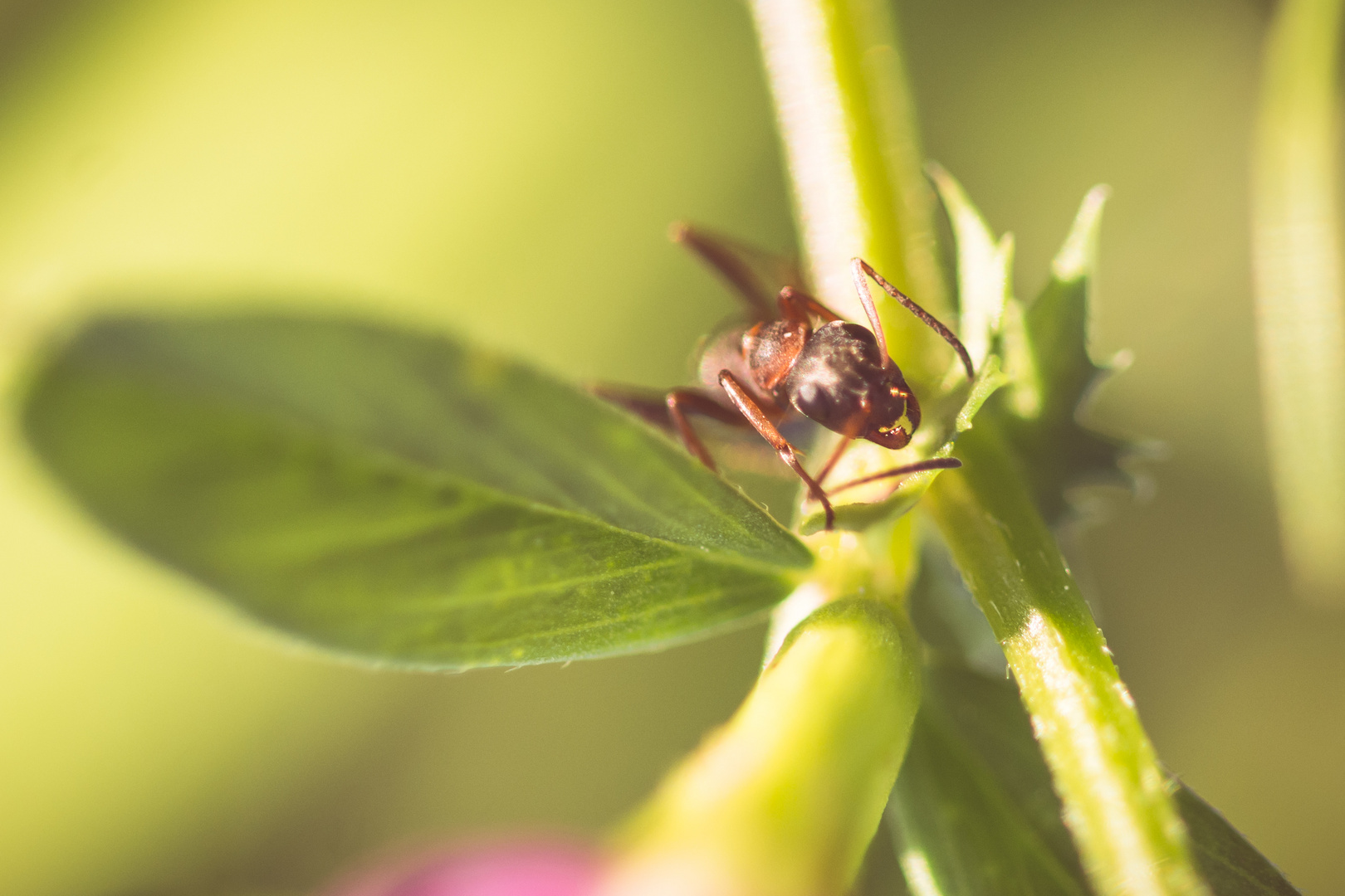 Ant Attack