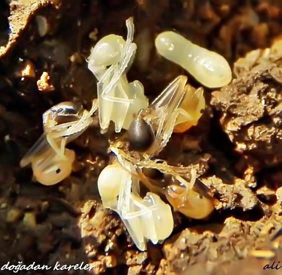 Ant-Eier und Nachkommen