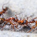 ant games