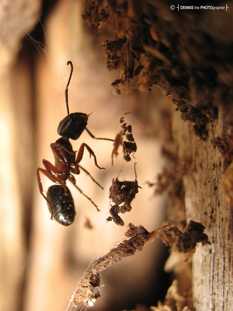 Ant, hanging around in the woods