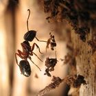 Ant, hanging around in the woods