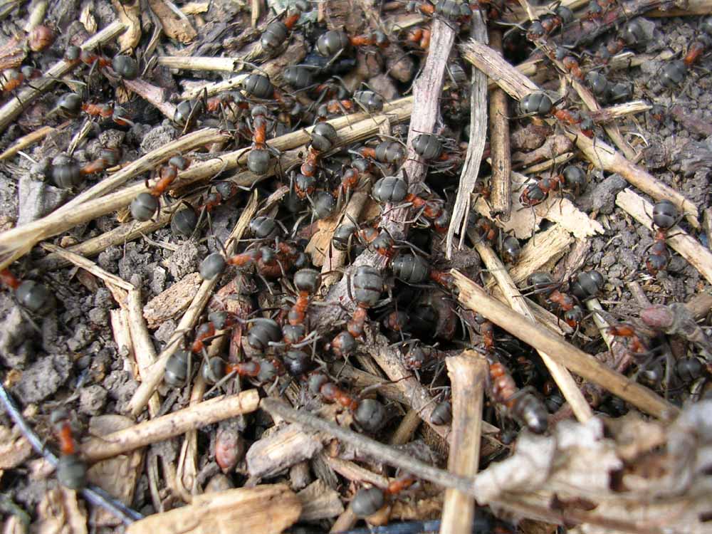 Ant hill